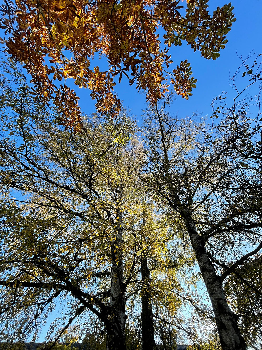 Bäume & Himmel