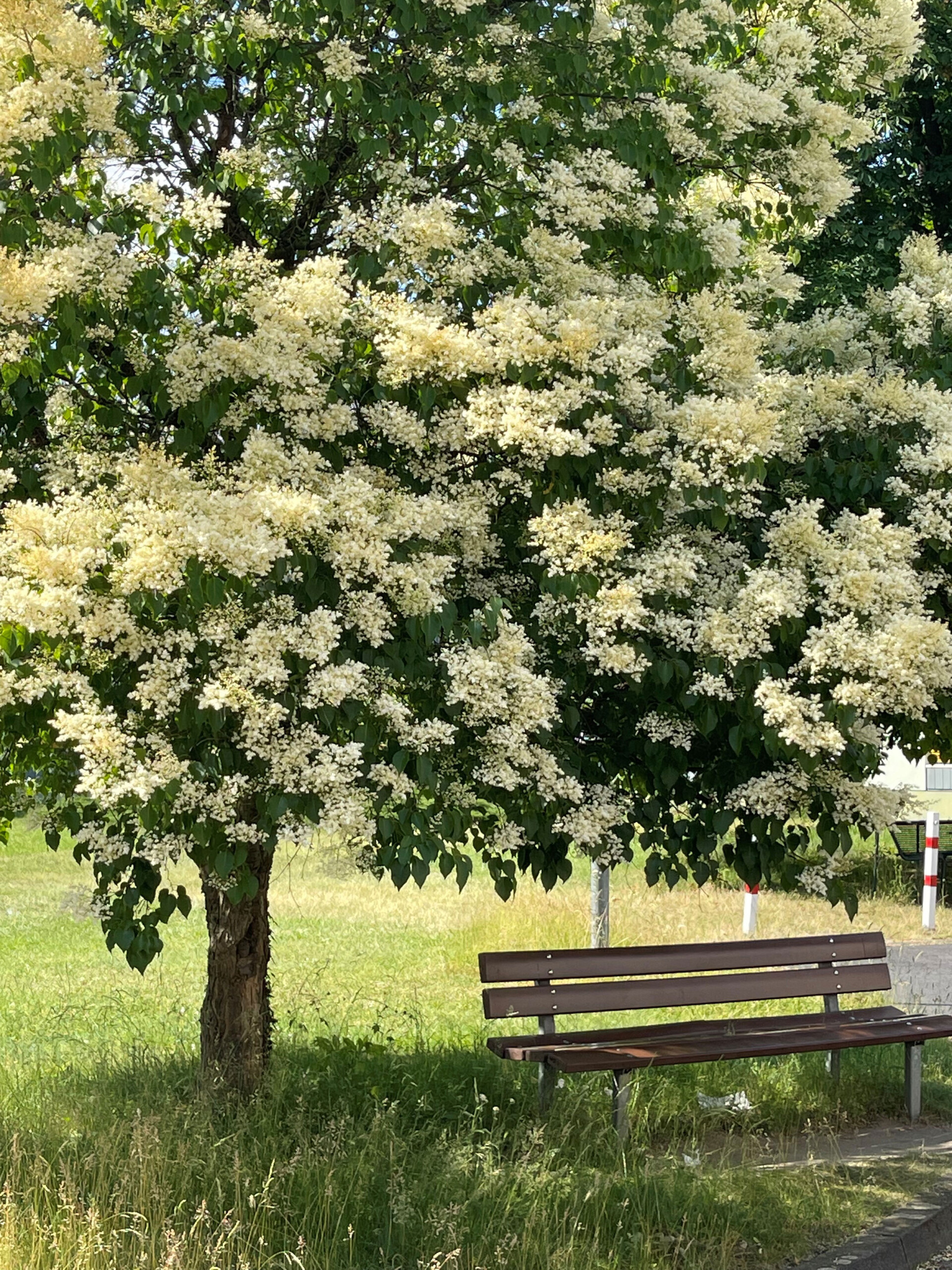 Neu_Bank_Palligarten_Baum